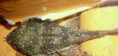 /album/ancistrus-sp-l59/a-hop-zaplnena-samice-jpg/